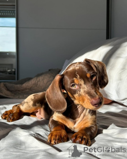 Photo №1. dachshund - for sale in the city of San Francisco | 320$ | Announcement № 130509