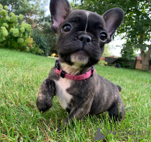 Photo №4. I will sell french bulldog in the city of Stockholm. breeder - price - 2080$