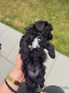 Photo №3. Charming Black Toy Poodle Puppy with White Chest Mark Soft Curls & Sweet. Germany