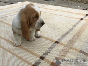 Photo №1. basset hound - for sale in the city of Berlin | 317$ | Announcement № 70869