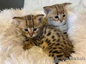 Photo №1. savannah cat - for sale in the city of Castrop-rauxel | 361$ | Announcement № 160429