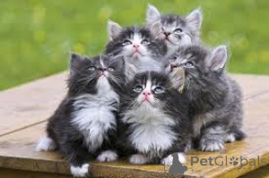 Photo №1. norwegian forest cat - for sale in the city of Brussels | 723$ | Announcement № 161611