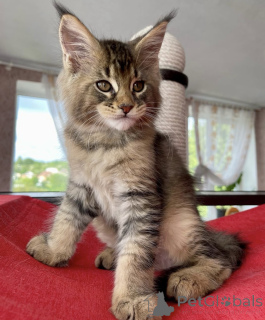 Photo №1. maine coon - for sale in the city of Baden Baden | 1022$ | Announcement № 163662