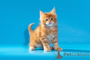 Photo №1. maine coon - for sale in the city of Yekaterinburg | 477$ | Announcement № 8758