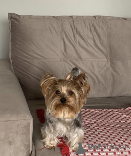 Photo №1. yorkshire terrier - for sale in the city of Oslo | negotiated | Announcement № 41886