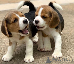 Photo №2 to announcement № 119873 for the sale of beagle - buy in Croatia private announcement