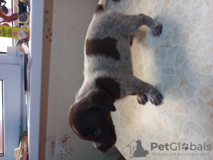 Photo №3. Pointer puppies. Russian Federation