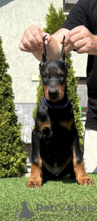 Additional photos: Doberman puppies for sale