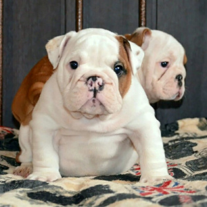 Photo №2 to announcement № 1468 for the sale of english bulldog - buy in Russian Federation private announcement