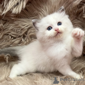 Photo №1. british shorthair - for sale in the city of Portland | 650$ | Announcement № 65847