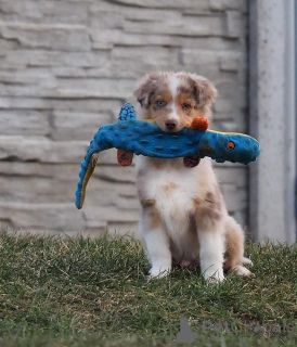 Photo №1. australian shepherd - for sale in the city of Klosterneuburg | negotiated | Announcement № 165327