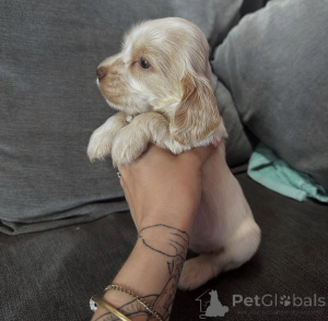 Photo №2 to announcement № 162688 for the sale of english cocker spaniel - buy in Poland breeder