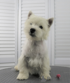 Photo №1. west highland white terrier - for sale in the city of Moscow | 651$ | Announcement № 53652