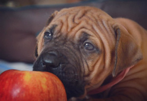 Photo №3. Puppies Tosa Inu Kennel & quot; Yokozuna Yusha & quot; (FCI). Ukraine