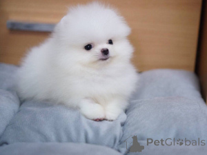 Photo №3. Toilet trained Pomeranian Dog Puppies ready for sale. Spain