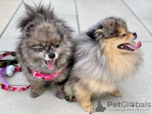 Photo №1. pomeranian - for sale in the city of Berlin | 300$ | Announcement № 95864