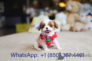 Photo №3. Dean Janet Kay puppies house. United States