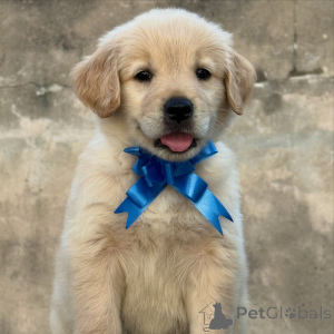 Photo №3. Golden Retriever Puppies Loyal, Gentle, and Family-Friendly. Belgium