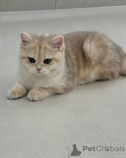 Photo №2 to announcement № 157998 for the sale of british shorthair - buy in Finland private announcement