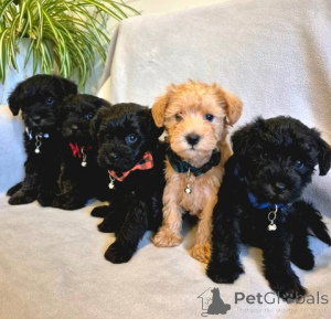 Photo №1. poodle (toy) - for sale in the city of Steyr | 826$ | Announcement № 172350