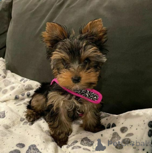 Photo №1. yorkshire terrier - for sale in the city of Augustusburg | negotiated | Announcement № 167338