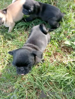 Photo №3. Adorable Pug puppies for sale. Germany