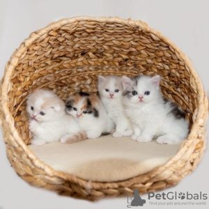 Photo №3. Scottish fold long hair make kittens. Germany