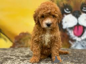 Photo №4. I will sell labradoodle in the city of Manchester. private announcement, breeder - price - 723$