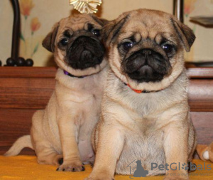 Photo №1. pug - for sale in the city of Berchtesgaden | 264$ | Announcement № 48028