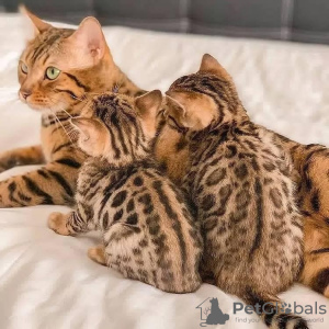 Photo №2 to announcement № 132374 for the sale of bengal cat - buy in Germany private announcement