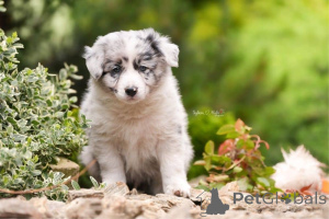 Photo №3. Border collie puppies for adoption.. Finland