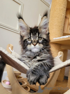 Photo №3. Purebred Maine Coon Kittens for Sale Big, Fluffy, and Friendly. Germany