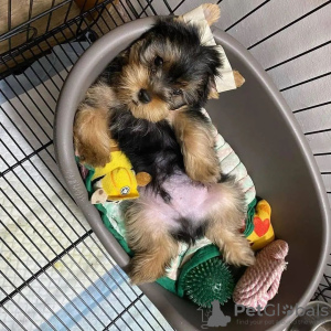 Photo №4. I will sell yorkshire terrier in the city of Гамбург. private announcement - price - 311$