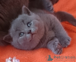 Photo №1. british shorthair - for sale in the city of Irkutsk | negotiated | Announcement № 9105