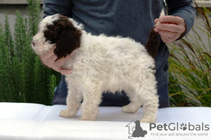 Photo №3. Lagotto Romagnolo, male puppies. Serbia