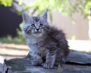 Photo №1. maine coon - for sale in the city of NORDERSTEDT | 361$ | Announcement № 173636