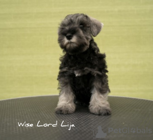 Additional photos: Beautiful miniature schnauzer puppies FCI