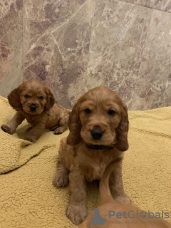 Additional photos: Home trained American Cocker Spaniel for sale now