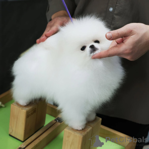 Photo №2 to announcement № 138522 for the sale of pomeranian - buy in Germany private announcement