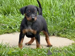 Photo №1. miniature pinscher - for sale in the city of AIX-EN-Provence | Is free | Announcement № 171800