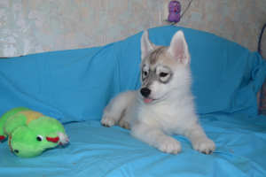 Photo №4. I will sell siberian husky in the city of Zheleznogorsk. private announcement - price - 130$