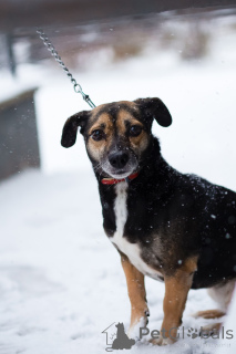 Photo №4. I will sell non-pedigree dogs in the city of St. Petersburg. private announcement - price - Is free