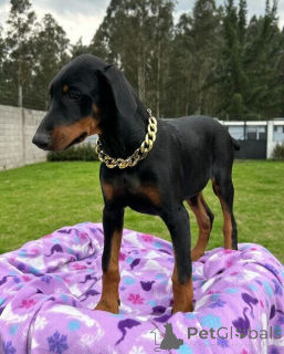 Photo №2 to announcement № 169666 for the sale of dobermann - buy in Belgium 