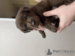 Photo №1. non-pedigree dogs - for sale in the city of Москва | negotiated | Announcement № 130393