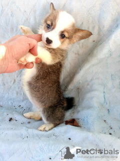 Photo №2 to announcement № 9799 for the sale of welsh corgi - buy in Belarus from nursery, breeder