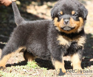 Photo №1. rottweiler - for sale in the city of Ljubljana | 264$ | Announcement № 117958