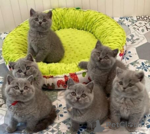 Photo №1. british shorthair - for sale in the city of Wakeley | Is free | Announcement № 105329