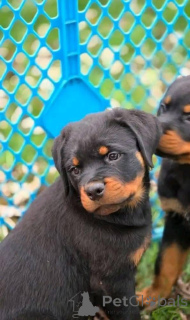 Photo №2 to announcement № 161315 for the sale of  - buy in Australia 