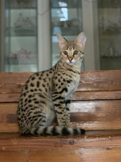 Photo №1. savannah cat - for sale in the city of Москва | 6557$ | Announcement № 6866