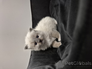 Photo №1. ragdoll - for sale in the city of Ostrów Wielkopolski | negotiated | Announcement № 143763